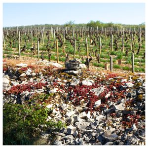 Biodiversité pierre seche murs beaune