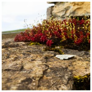 Biodiversité pierre seche murs bourgogne