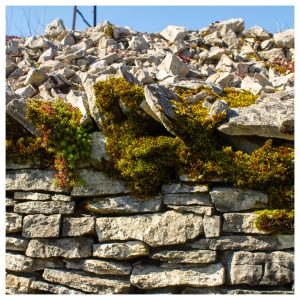 Biodiversité pierre seche murs ladoix serrigny