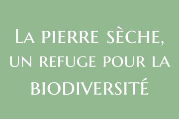 biodiversité pierre sèche