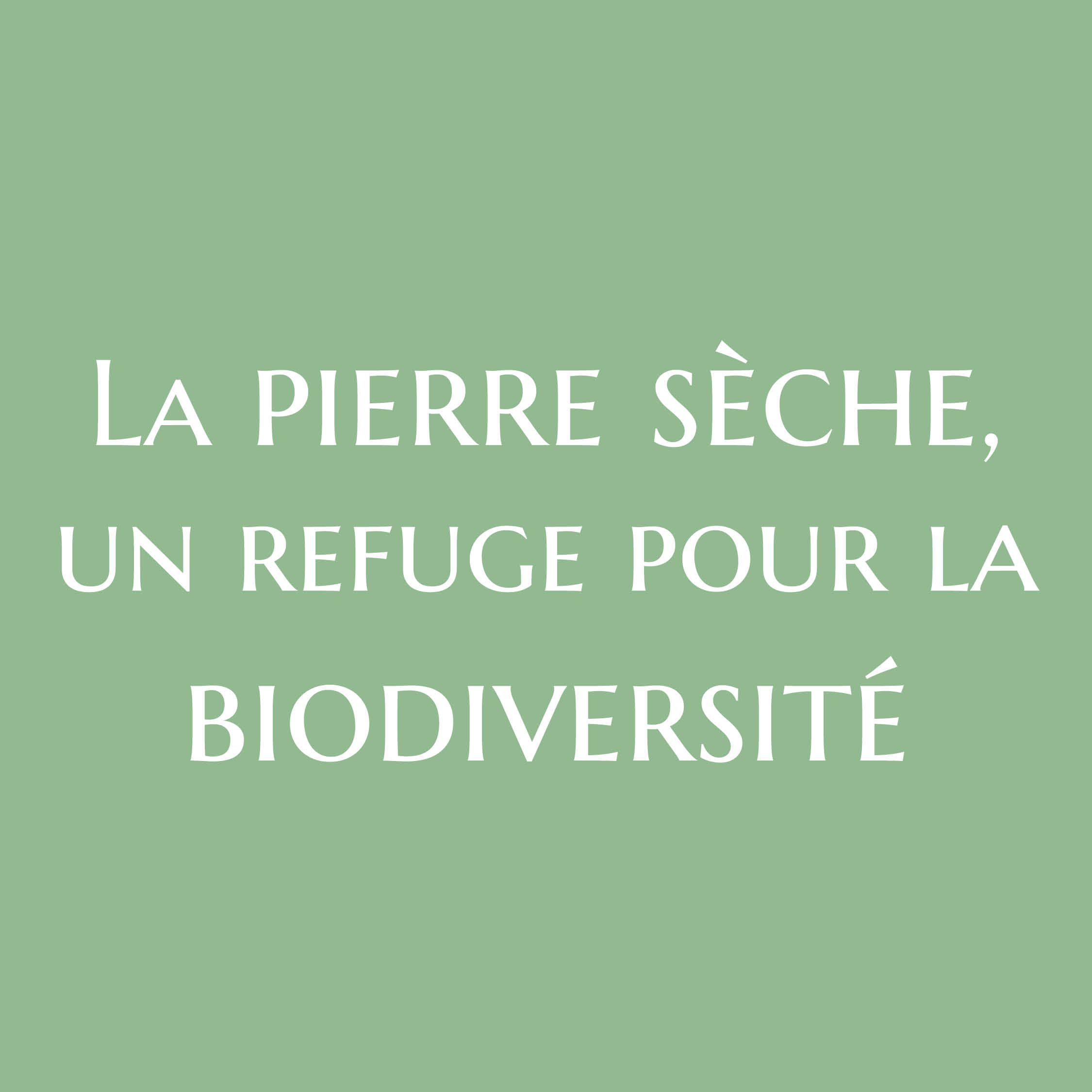 biodiversité pierre sèche