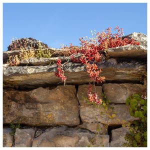 biodiversité soutenement mur pierre bourgogne