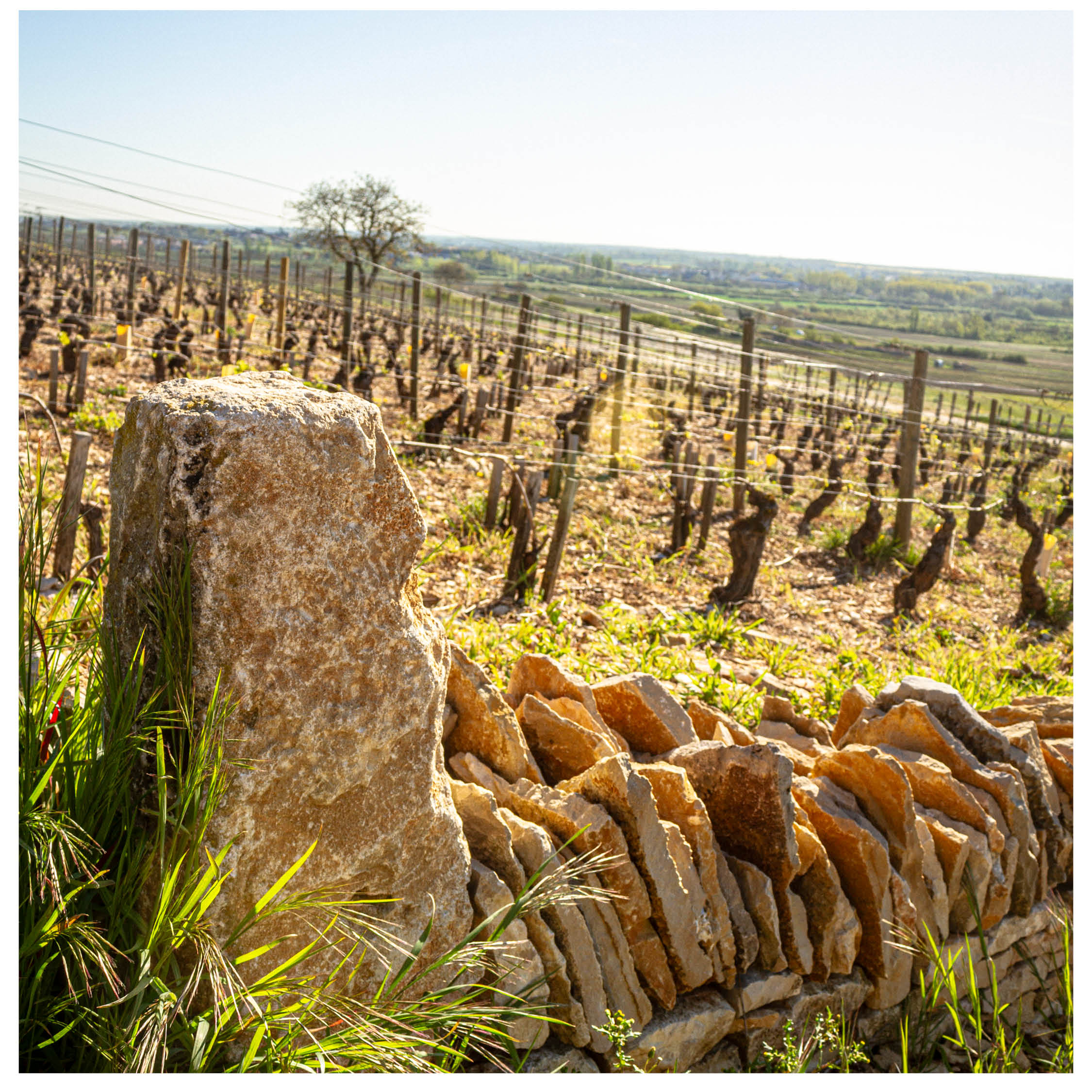 biodiversité pierre sèche beaune
