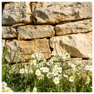 biodiversité pierre sèche beaune