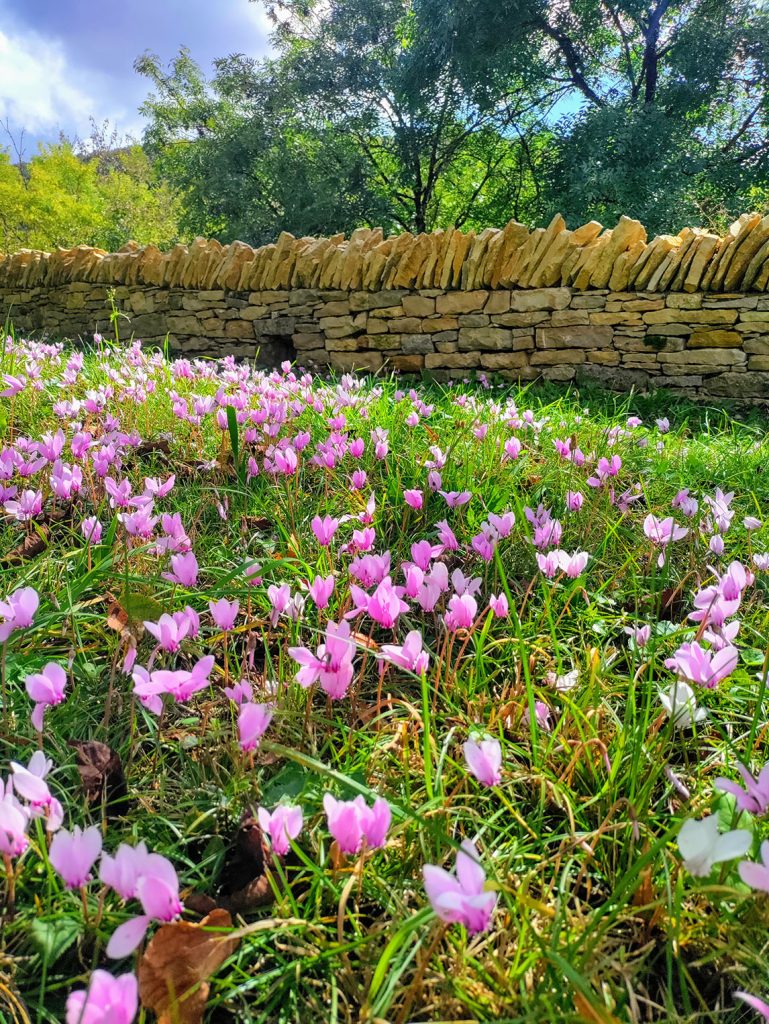 muret pierre sèche en construction, Beaune, Bourgogne, France